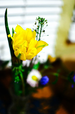 포토 JPG 해외이미지 식물 계절 꽃 분홍색 꽃다발 결혼 백그라운드 꽃무늬 자연 벽지 탁자 휴가 발렌타인데이 선물 사람없음 장식 빨간색 초록색 여름 장미 노란색 정원 보라색 봄 튤립 벚꽃 흰색 축하 신선 생일 다발 배열 라일락 고립 구성 히아신스 해외202004 해외포토 기념일 컬러 가구 컨셉 무늬 데이이벤트 이벤트 생태계 파일형식 이미지허브