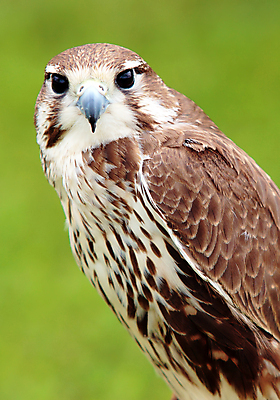 포토 JPG 해외이미지 주간 동물 척추동물 응시 야생동물 자연 조류 생물 종류 사람없음 야외 갈색 생태계 생물학 육식동물 사냥꾼 리빙 내추럴 동물상 생태학 순례자 절정 생존 해외202004 해외포토 자연요소 직업 시선 교육 컬러 조형물 파일형식 이미지허브