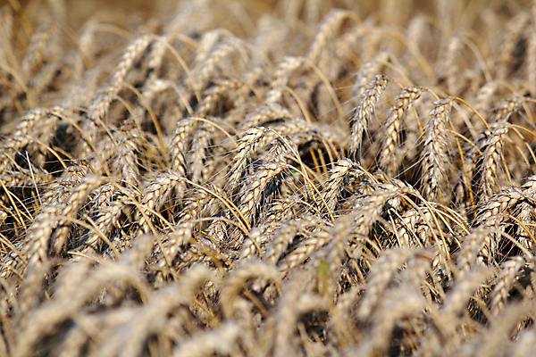 포토 JPG 해외이미지 식물 빵 밭 농업 자연 씨앗 사람없음 야외 농작물 농경지 노란색 수확 시골 황금 낟알 시리얼 밀 유기농 귀 해외202004 해외포토 웰빙 산업 음식 컬러 곡류 신체부위 농장 생태계 파일형식 이미지허브