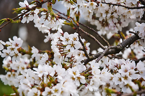 포토 JPG 해외이미지 식물 꽃잎 꽃 백그라운드 꽃무늬 자연 하늘 동양인 사람없음 파란색 정원 일본 봄 골동품 벚꽃 흰색 나뭇가지 신선 개화 체리 닫기 소프트포커스 과수원 4월 5월 복고 부드러움 내추럴 그런지 블러 옛날 회복 많음 해외202004 해외포토 나무 계절 아시아 컬러 컨셉 무늬 농업 과일 모션 촬영기법 인종 감각 날짜 생태계 파일형식 이미지허브