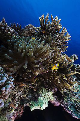 포토 JPG 해외이미지 식물 동물 모래 바다 백그라운드 자연 표면 어류 풍경 사람없음 파란색 컬러풀 햇빛 태양 바닷속 수중 광선 산호 아래 장면 암초 깊이 소금물 아네모네 이국적 침몰 파라다이스 해외202004 해외포토 자연요소 꽃 컬러 수중동물 자포동물 방향 생태계 위치 파일형식 이미지허브