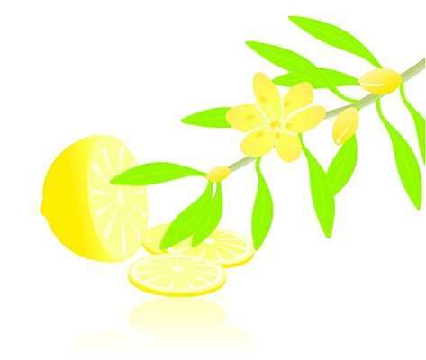 EPS 해외이미지 식물 디자인 꽃 잎 일러스트 자연 귤 건강 미술 노란색 스파 나뭇가지 레몬 내추럴 해외202004 해외일러스트 나무 컬러 과일 문화예술 생태계 파일형식 벡터 이미지허브