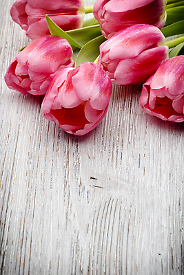 포토 JPG 해외이미지 식물 계절 꽃잎 꽃 분홍색 꽃다발 백그라운드 잎 꽃무늬 자연 부활절 사람없음 목재 초록색 머리 봄 튤립 벚꽃 다발 해외202004 해외포토 나무 기념일 컬러 무늬 재료 신체부위 생태계 파일형식 이미지허브