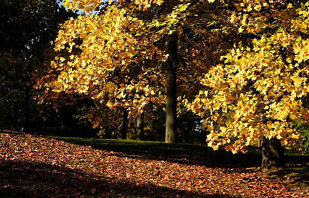 포토 JPG 해외이미지 나무 구름 계절 호수 하늘 휴가 휴식 풍경 사람없음 목재 초록색 빛 햇빛 태양 평화 맑음 침묵 가을 인사 소나무 신용카드 황금 숲 연도 그림 장면 해외202004 해외포토 자연요소 식물 컬러 컨셉 재료 날씨 금융 소리 예절 파일형식 이미지허브