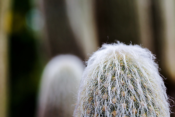 포토 JPG 해외이미지 식물 디자인 백그라운드 잎 패턴 공 자연 선인장 사람없음 세로 물 성장 그룹 선택 모피 수집 묘사 날카로움 가뭄 모음 상록수 솜털 넘어짐 오리엔테이션 많음 그리너리 해외202004 해외포토 자연요소 컨셉 무늬 모션 날씨 한글 생태계 파일형식 트랜드컬러 이미지허브