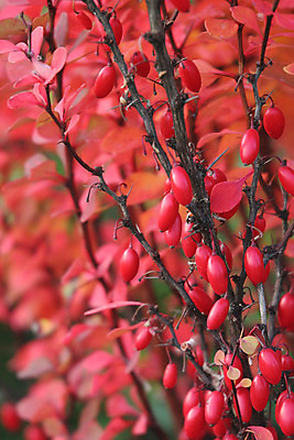 포토 JPG 해외이미지 열매 잎 과일 사람없음 빨간색 수확 가을 가시 해외202004 해외포토 식물 계절 컬러 농업 파일형식 이미지허브