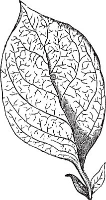 EPS 해외이미지 식물 잎 일러스트 미술 검은색 수확 골동품 흰색 나뭇가지 그물 네트워크 칼날 가장자리 그림 판화 갈비뼈 정맥 복잡 옛날 해외202004 해외일러스트 나무 컬러 컨셉 농업 문화예술 뼈 둘레 혈관 파일형식 벡터 이미지허브