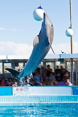 포토 JPG 해외이미지 동물 공원 야생동물 바다 포유류 놀이 생물 서기 미소 사람없음 물 파란색 점프 힘 기쁨 기차 떨어짐 돌고래 코 꼬리 쇼 태평양 수족관 대서양 지능 테마 해외202004 해외포토 자연요소 공공시설 감정 육상교통 컬러 컨셉 모션 대중교통 표정 신체부위 수중동물 파일형식 이미지허브