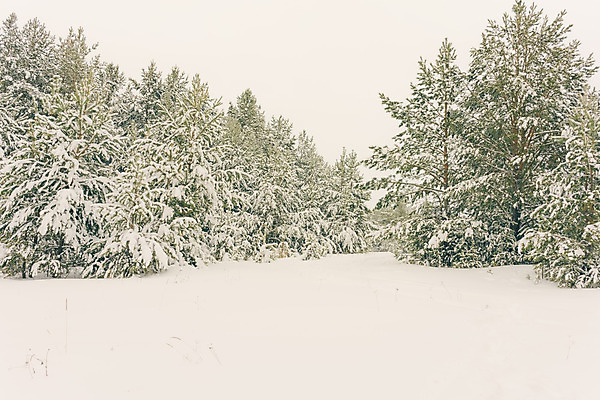 포토 JPG 해외이미지 나무 계절 공원 여행 백그라운드 크리스마스 겨울 동화 휴가 스키 풍경 사람없음 야외 목재 얼음 하이킹 추위 덮개 흰색 농촌 소나무 숲 서리 흐림 눈보라 폭설 가문비나무 겨울풍경 해외202004 해외포토 자연요소 식물 공공시설 기념일 컬러 재료 레저 날씨 겨울스포츠 눈_날씨 뚜껑 시골 자연재해 파일형식 이미지허브