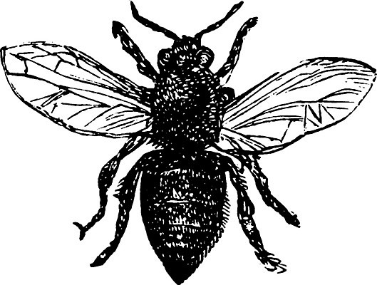 EPS 해외이미지 일러스트 노동자 계란 수확 벌 애벌레 L 해외202004 해외일러스트 직업 알파벳 곤충 농업 알 벌레 파일형식 벡터 이미지허브