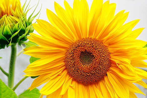 포토 JPG 해외이미지 식물 꽃잎 꽃 포스터 백그라운드 잎 꽃무늬 밭 자연 하늘 해바라기 씨앗 사람없음 여름 빛 컬러풀 햇빛 노란색 환경 맑음 봄 에너지 벚꽃 원형 개화 닫기 작음 수집 에코 질감 바쁨 강렬 생태학 해외202004 해외포토 도형 계절 교육 컬러 무늬 농업 모션 날씨 태양 크기 생태계 파일형식 이미지허브