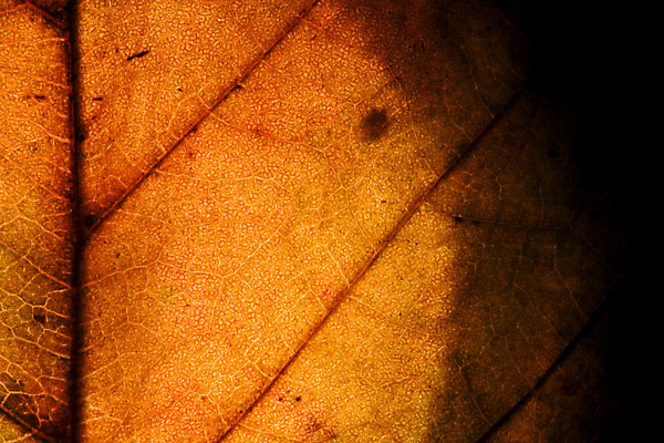 포토 JPG 해외이미지 꽃 선 줄기 백그라운드 잎 겨울 패턴 자연 추상 그림자 사람없음 빨간색 초록색 빛 갈색 노란색 정원 검은색 봄 이탈리아 가을 흰색 점 얼룩 구멍 닫기 떨어짐 4월 6월 9월 5월 질감 정맥 8월 해외202004 해외포토 식물 계절 유럽 컬러 컨셉 무늬 모션 날짜 생태계 혈관 파일형식 이미지허브