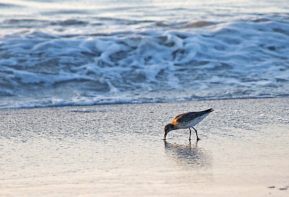 포토 JPG 해외이미지 동물 응시 모래 파도 바다 백그라운드 컨셉 북아메리카 자연 갈매기 조류 따뜻함 사람없음 물 파란색 걷기 맑음 미국 젖음 자유 비행 뜨거움 닫기 깃털 묘사 부리 소금 무료 플로리다 해외202004 해외포토 자연요소 시선 컬러 모션 날씨 아메리카 생태계 파일형식 이미지허브
