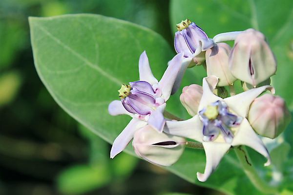 포토 JPG 해외이미지 나무 식물 공원 꽃 잎 농업 자연 왕관 새로움 사람없음 야외 초록색 농장 평화 환경 봄 성장 벚꽃 신선 개화 숲 인도인 시작 거인 내추럴 떠남 해외202004 해외포토 외국인 계절 공공시설 산업 컬러 컨셉 모션 동양인 생태계 파일형식 이미지허브