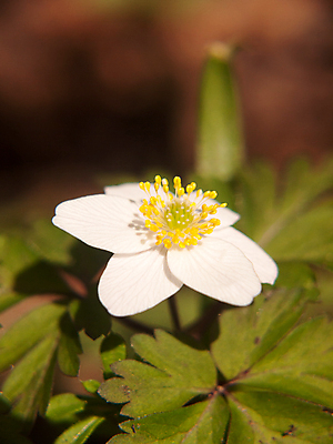 포토 JPG 해외이미지 식물 계절 꽃잎 꽃 야생동물 잎 밭 봄꽃 자연 풍경 사람없음 야외 초록색 여름 빛 노란색 환경 정원 봄 들꽃 벚꽃 흰색 닫기 숲 허브 아네모네 영원 해외202004 해외포토 동물 컬러 농업 모션 생태계 파일형식 이미지허브