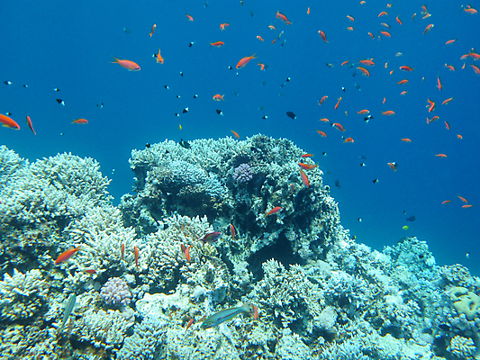 포토 JPG 해외이미지 동물 야생동물 바다 학교 아프리카 자연 이집트 어류 풍경 사람없음 물 파란색 컬러풀 햇빛 바닷속 수중 스노클링 호주 생태계 인도네시아 태평양 수족관 홍해 인도양 몰디브 카리브해 깊이 소금물 해외202004 해외포토 자연요소 교육 나라 아시아 컬러 태양 수중동물 수상스포츠 오세아니아 파일형식 이미지허브