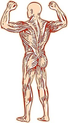 EPS 해외이미지 일러스트 근육 잉크 그래픽 수확 구부린 스케치 그림 복고 근육질 스크래치 섬유 판화 목판화 연골 핸드메이드 해외202004 해외일러스트 농업 모션 미술 직물 몸매 파일형식 벡터 이미지허브