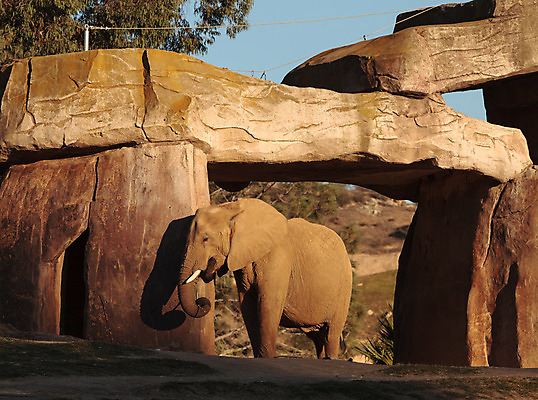 포토 JPG 해외이미지 동물 공원 여자 야생동물 포유류 가족 아프리카 자연 엄마 초식동물 코끼리 풍경 사람없음 야외 초록색 일출 황혼 일몰 새벽 아기 잠 저녁 큼 사파리 장면 케냐 송아지 마사이족 사바나 세렝게티 소셜 전국 탄자니아 해외202004 해외포토 자연요소 공공시설 나라 새끼 컬러 관계 사람 노을 소 야간 크기 생태계 파일형식 이미지허브