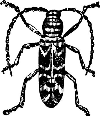 EPS 해외이미지 선 일러스트 수확 그림 판화 메뚜기 해외202004 해외일러스트 곤충 농업 미술 파일형식 벡터 이미지허브