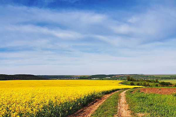 포토 JPG 해외이미지 식물 구름 계절 꽃 도로 백그라운드 밭 농업 자연 하늘 주택 풍경 사람없음 야외 여름 파란색 농작물 컬러풀 햇빛 농장 노란색 마을 맑음 봄 벚꽃 시골 땅 유채 내추럴 블러 우크라이나 카놀라 해외202004 해외포토 자연요소 유럽 산업 길 컬러 교통시설 날씨 건물 태양 생태계 파일형식 이미지허브