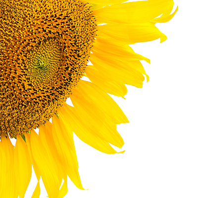 포토 JPG 해외이미지 식물 계절 꽃잎 꽃 백그라운드 잎 자연 해바라기 사람없음 초록색 여름 노란색 머리 정원 활발 벚꽃 흰색 오브젝트 싱글 내추럴 고립 해외202004 해외포토 컬러 컨셉 신체부위 생태계 파일형식 이미지허브