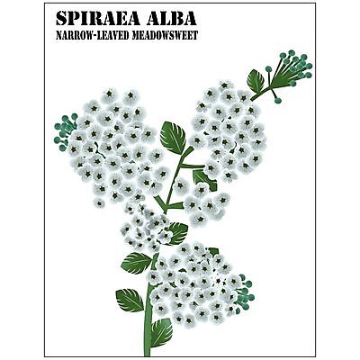 EPS 해외이미지 식물 디자인 계절 꽃잎 꽃 야생동물 잎 밭 인터넷 일러스트 자연 빨간색 초록색 여름 파란색 빛 햇빛 노란색 금속 웹 들꽃 성장 벚꽃 흰색 개화 은색 허브 향수 사인 장면 광택 내추럴 해외202004 해외일러스트 동물 컬러 농업 재질 태양 화장품 생태계 파일형식 벡터 이미지허브