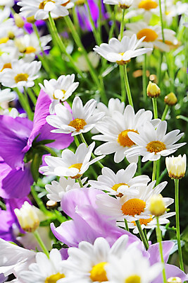 포토 JPG 해외이미지 식물 꽃 사람없음 원예 데이지 영원 해외202004 해외포토 취미 파일형식 이미지허브