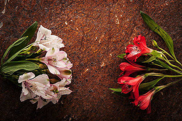 포토 JPG 해외이미지 식물 꽃잎 꽃 줄기 분홍색 백그라운드 잎 자연 사람없음 가로 빨간색 초록색 갈색 검은색 어둠 벚꽃 바위 흰색 오픈 우아함 다발 합성 향기 아로마 취급주의 많음 세련 해외202004 해외포토 컬러 컨셉 경고 돌_바위 생태계 냄새 파일형식 이미지허브