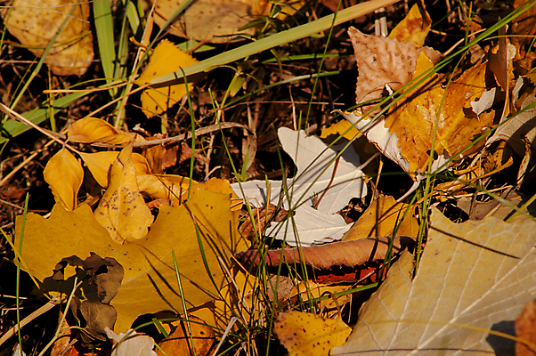 포토 JPG 해외이미지 나무 식물 계절 공원 길 백그라운드 단풍 잎 패턴 오렌지 자연 추상 프레임 사람없음 야외 가로 빨간색 초록색 컬러풀 햇빛 갈색 노란색 정원 침묵 활발 할로윈 가을 황금 숲 오솔길 9월 11월 땅 질감 10월 내추럴 땅바닥 해외202004 해외포토 공공시설 컬러 컨셉 무늬 과일 바닥 태양 소리 날짜 생태계 파일형식 이미지허브