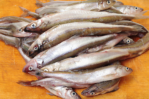 포토 JPG 해외이미지 음식 어류 사람없음 목재 신선 자르기 해산물 날것 해외202004 해외포토 나무 재료 모션 수중동물 파일형식 이미지허브