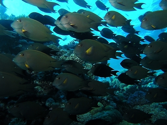 포토 JPG 해외이미지 식물 동물 야생동물 잎 자연 표면 어류 사람없음 물 반사 수중 투명 스노클링 산호 잠수부 암초 동물상 해외202004 해외포토 자연요소 조형물 수중동물 수상스포츠 자포동물 전문직 생태계 파일형식 이미지허브