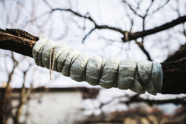 포토 JPG 해외이미지 나무 식물 계절 과일 종류 사람없음 초록색 정원 덮개 가을 흰색 나뭇가지 보호 상처 사과 자르기 준비 서리 해외202004 해외포토 컬러 컨셉 모션 뚜껑 파일형식 이미지허브