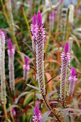 포토 JPG 해외이미지 식물 계절 공원 꽃 백그라운드 잎 패턴 밭 자연 하늘 추상 사람없음 야외 장식 초록색 여름 빛 햇빛 환경 정원 보라색 성장 가을 신선 황금 닫기 깃털 분수 질감 내추럴 영원 해외202004 해외포토 공공시설 컬러 무늬 농업 모션 태양 생태계 파일형식 이미지허브
