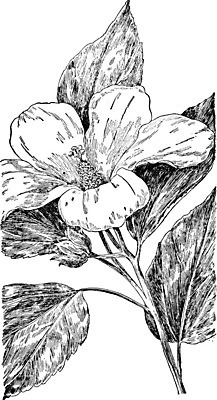 EPS 해외이미지 식물 선 과학 일러스트 가족 종류 미술 장미 검은색 수확 흰색 그림 판화 아욱 히비스커스 해외202004 해외일러스트 꽃 컬러 농업 관계 문화예술 파일형식 벡터 이미지허브