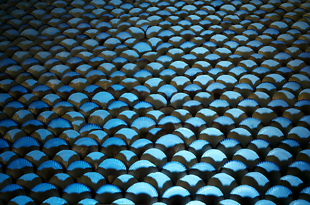 포토 JPG 해외이미지 동물 전통 디자인 옷 별 음식 모래 파도 바다 백그라운드 컨셉 패턴 바지 자연 표면 휴가 조개 불가사리 파노라마 종류 미술 사람없음 야외 장식 물 파란색 컬러풀 유행 환경 어둠 여러개 껍질 흰색 직물 도시 면 혼합 남색 수집 묘사 질감 땀 캔버스 가리비 섬유 내추럴 그런지 옛날 스타일 많음 해외202004 해외포토 자연요소 컬러 다수 무늬 하의 문화예술 어패류 극피동물 촬영기법 생태계 파일형식 이미지허브