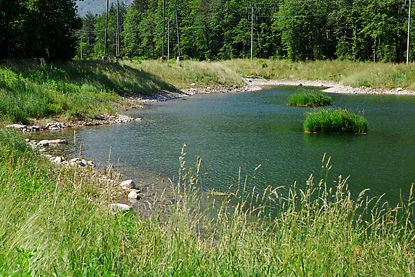 포토 JPG 해외이미지 식물 호수 섬 자연 사람없음 초록색 물 환경 성장 연못 신선 생물학 해외202004 해외포토 자연요소 교육 컬러 생태계 파일형식 이미지허브