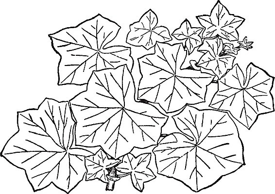 EPS 해외이미지 선 일러스트 미술 검은색 수확 흰색 나뭇가지 그림 판화 제라늄 해외202004 해외일러스트 나무 식물 컬러 농업 문화예술 파일형식 벡터 이미지허브