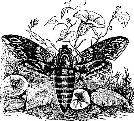 EPS 해외이미지 선 일러스트 미술 검은색 수확 흰색 그림 판화 스핑크스 해외202004 해외일러스트 컬러 농업 문화예술 이집트 파일형식 벡터 이미지허브