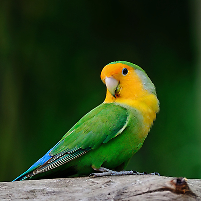 포토 JPG 해외이미지 동물 자연 조류 사랑 사람없음 빨간색 초록색 반려동물 컬러풀 노란색 작음 깃털 부리 앵무새 이국적 해외202004 해외포토 감정 컬러 크기 생태계 파일형식 이미지허브