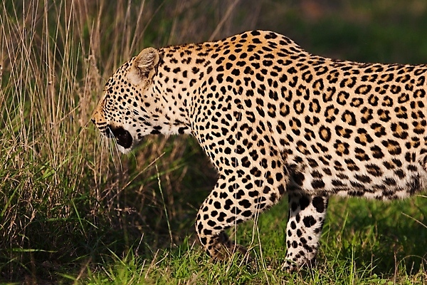 포토 JPG 해외이미지 나무 동물 응시 공원 얼굴 야생동물 스포츠 여행 포유류 아프리카 자연 수염 국립공원 사람없음 여행객 환경 고양이 나뭇가지 관찰 점 기다림 큼 검색 육식동물 표범 랜드마크 사바나 탄자니아 평야 해외202004 해외포토 멸종위기종 식물 시선 공공시설 나라 모션 사람 신체부위 반려동물 크기 생태계 파일형식 이미지허브