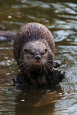 포토 JPG 해외이미지 동물 유럽 호수 얼굴 야생동물 바다 장난 포유류 자연 놀이 수염 털 관리 동양인 사람없음 물 강 갈색 젖음 추위 오픈 입 치아 작음 호기심 육식동물 스코틀랜드 해외202004 해외포토 자연요소 감정 나라 컬러 컨셉 영국 인종 신체부위 소화기관 크기 생태계 파일형식 이미지허브