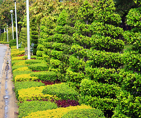 포토 JPG 해외이미지 나무 식물 디자인 공원 길 여행 백그라운드 잎 건축양식 자연 하늘 추상 풍경 잔디 사람없음 야외 장식 초록색 여름 울타리 정원 프랑스 성장 오솔길 관목 원예 원뿔 베르사유 프랑스어 정중 줄서기 규칙적 해외202004 해외포토 도형 문자 계절 공공시설 건축 유럽 컬러 컨셉 무늬 모션 취미 담장 생태계 파리_프랑스 파일형식 이미지허브