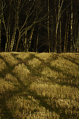 포토 JPG 해외이미지 나무 유럽 밭 자연 북유럽 노르웨이 사람없음 야외 농경지 스칸디나비아 해외202004 해외포토 식물 나라 농업 농장 생태계 파일형식 이미지허브