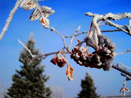 포토 JPG 해외이미지 나무 열매 지구 잎 겨울 자연 날씨 사람없음 야외 빨간색 환경 얼음 봄 추위 덮개 백발 가을 나뭇가지 신선 황무지 서리 내추럴 폭설 눈내림 해외202004 해외포토 자연요소 식물 헤어스타일 계절 컬러 눈_날씨 뚜껑 자연재해 생태계 파일형식 이미지허브