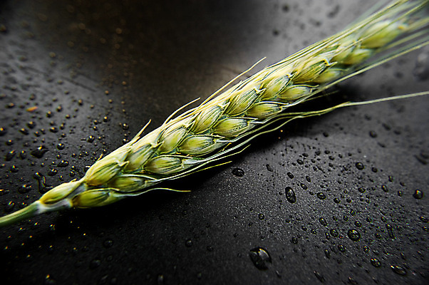 포토 JPG 해외이미지 음식 빵 백그라운드 휴가 옥수수 씨앗 사람없음 초록색 여름 농작물 검은색 어둠 빵집 수확 신선 원형 떨어짐 낟알 밀 굽기 귀 밀가루 점심식사 고립 귀리 해외202004 해외포토 도형 식물 계절 컬러 컨셉 농업 곡류 신체부위 상점 식사 가루 구이 파일형식 이미지허브