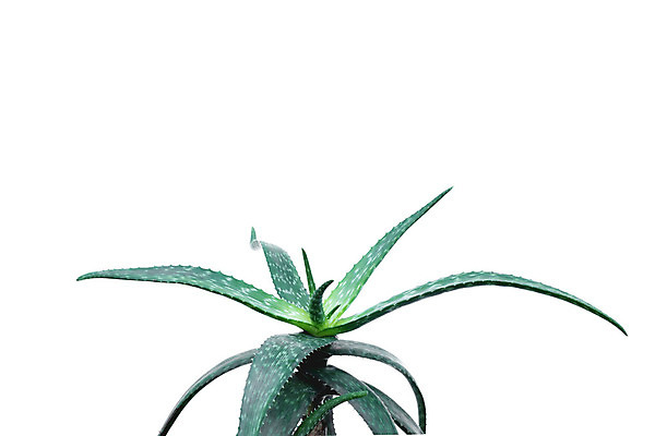 포토 JPG 해외이미지 나무 식물 1 디자인 꽃 화분 화초 백그라운드 잎 자연 주택 실내 사람없음 야외 내부 목재 장식 초록색 여름 정원 검은색 봄 성장 흰색 나뭇가지 신선 화려 냄비 큼 관목 오브젝트 무화과 내추럴 고립 심기 해외202004 해외포토 계절 컬러 컨셉 과일 재료 모션 건물 솥 크기 생태계 파일형식 이미지허브