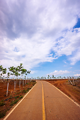 포토 JPG 해외이미지 나무 식물 구름 도로 지구 백그라운드 잎 밭 자연 벽지 하늘 산 풍경 사람없음 야외 초록색 여름 노란색 정원 맑음 시골 신선 작음 해외202004 해외포토 자연요소 계절 길 컬러 농업 교통시설 날씨 크기 생태계 파일형식 이미지허브
