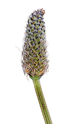 포토 JPG 해외이미지 식물 꽃 음식 줄기 백그라운드 꽃무늬 자연 건강 사람없음 초록색 벚꽃 흰색 신선 허브 싱글 유기농 날것 내추럴 고립 해외202004 해외포토 웰빙 컬러 무늬 생태계 파일형식 이미지허브