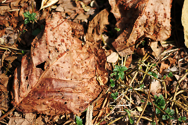 포토 JPG 해외이미지 나무 식물 계절 백그라운드 잎 패턴 자연 추상 미술 사람없음 초록색 환경 가을 숲 큼 묘사 유기농 질감 내추럴 해외202004 해외포토 웰빙 컬러 무늬 문화예술 크기 생태계 파일형식 이미지허브