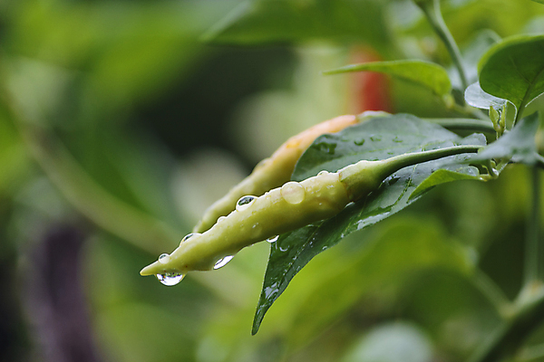 포토 JPG 해외이미지 나무 식물 음식 잎 농업 채소 오렌지 과일 재료 태국 자연 고추 건강 씨앗 사람없음 빨간색 초록색 물 농장 노란색 정원 맑음 수확 성장 물방울 신선 뜨거움 맛 떨어짐 허브 향신료 유기농 원예 매움 날것 후추 내추럴 밭일 살사댄스 오리지널 해외202004 해외포토 자연요소 웰빙 산업 아시아 컬러 컨셉 날씨 취미 춤 생태계 향미료 파일형식 이미지허브